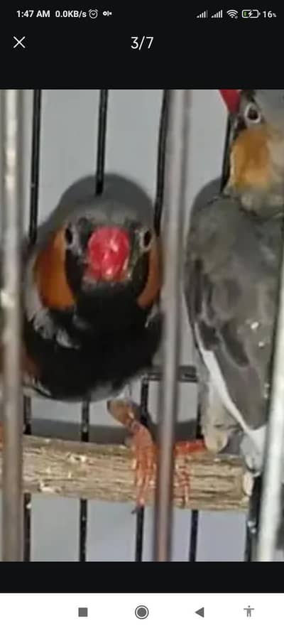 bb+bf= 1500 each,   1 bb+split BF 1k male Finches common male 500,