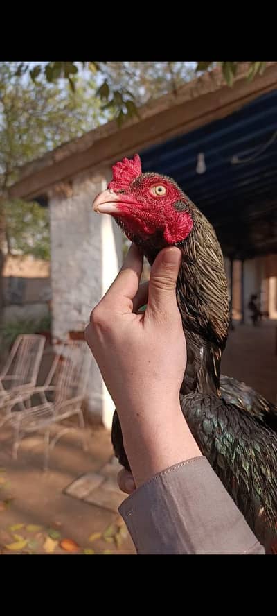 ASEEL SAWA FOR SALE;