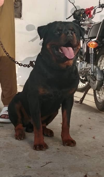 Rottweiler Male