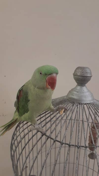 ALEXANDRINE PARAKEET ( Pahari tota )