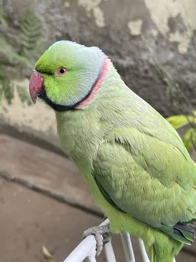 Green neck parrot hand tamed with new cage