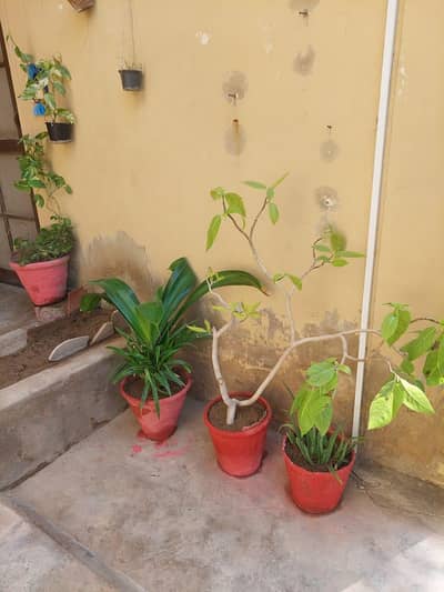 plants for sell