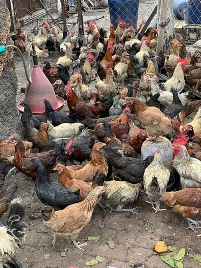 70 golden misri hens male and female for sale