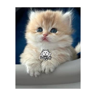 Persian British punch face piki face kitten cat available