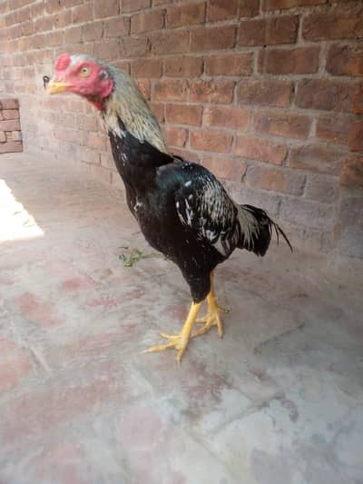 Aseel mianwali cross 2 murgy for sale