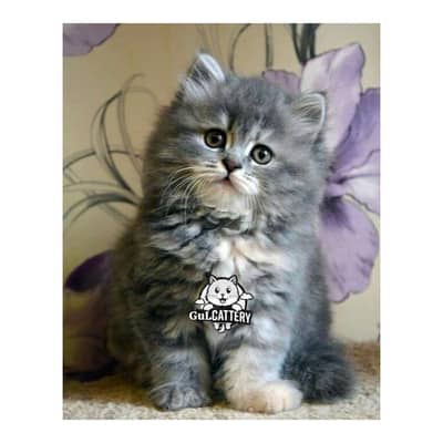 Persian British punch face piki face kitten cat available