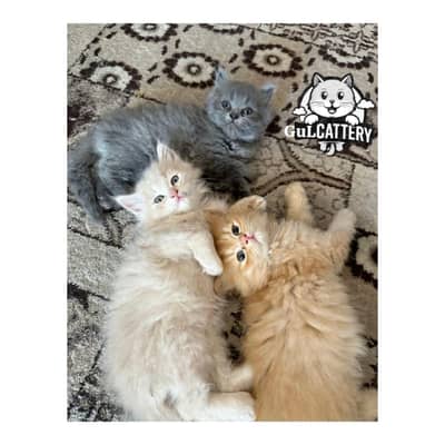 Persian British punch face piki face kitten cat available