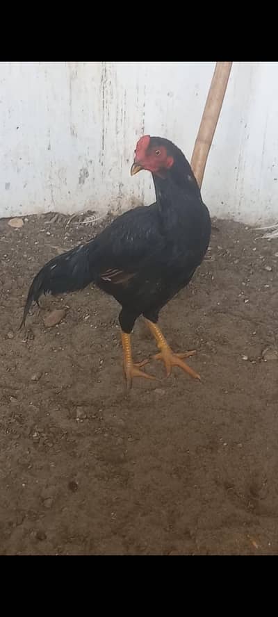 mushka patha for sale