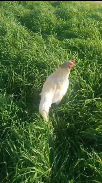 Aseel white breeder pair for sale