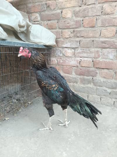 Thai Vatinam strong Patha