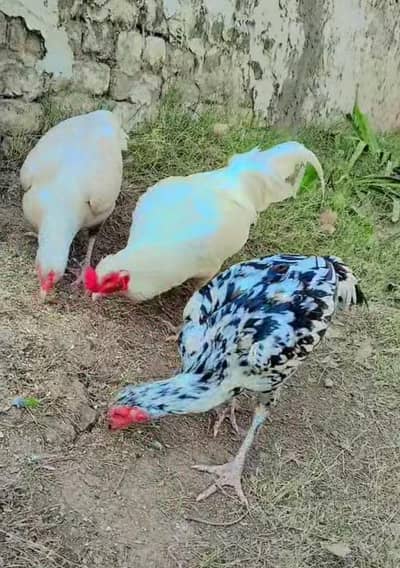 Aseel/Desi/hen and rooster