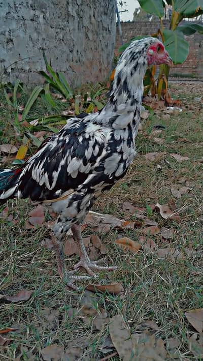 Aseel/Desi/hen and rooster