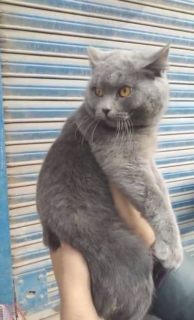 British Shorthair Stud Male Available for Sale
