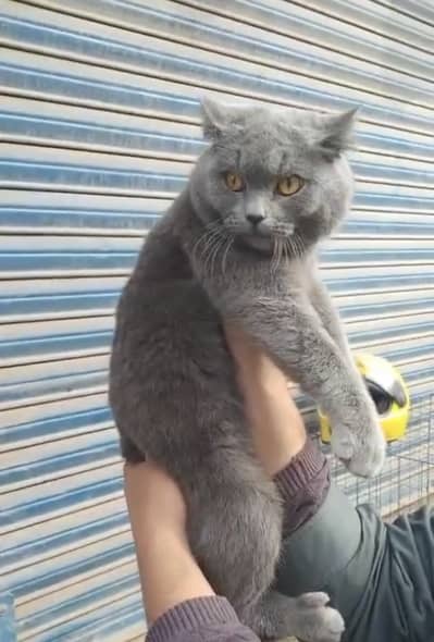 British Shorthair Stud Male Available for Sale