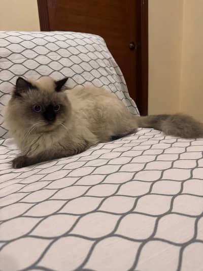 Himalyan persian Male cat