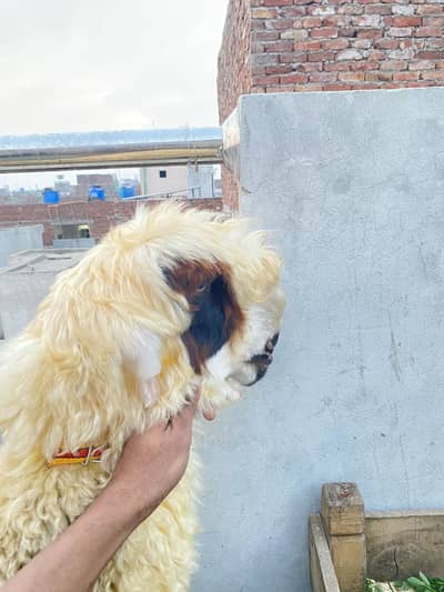 Lakha mundraa pure  friend home blood line