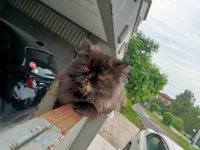 Near Heat peke peki piki female breeder Persian cat