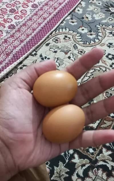 Desi fresh Eggs Lohman brown with extra proteins and omega 3. .