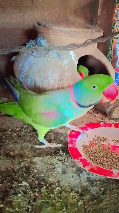 kashmiri raw parrot pair for sale