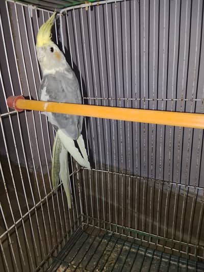 male cocktail cream face and tail for sale !