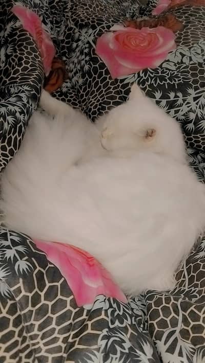 Persian cat available