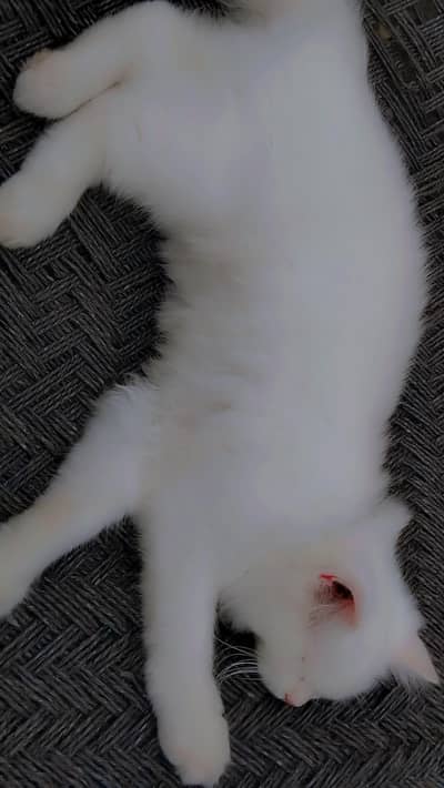Persian cat available