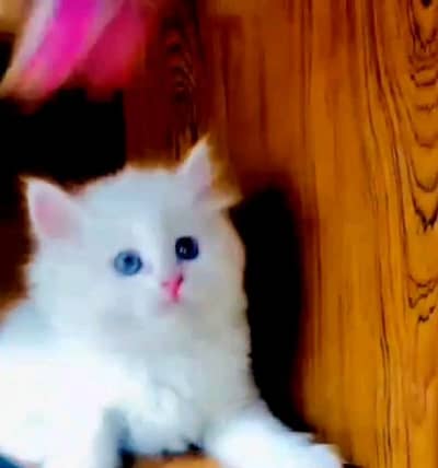 high quality pairsian triple coted kitten for sale