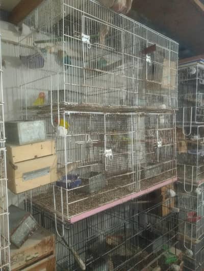 master cage / lutino opaline