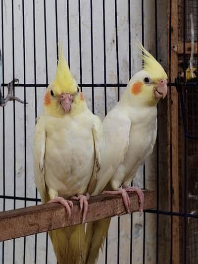 Yellow Healthy Cocktail Pair