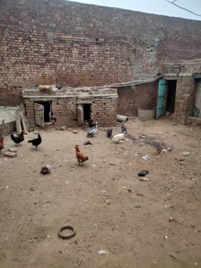 two Pier of chakor is the sailing