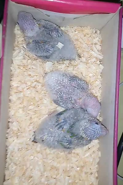 yellow sided conure chicks available 25Days AGE