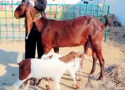 3 butcher vali bakri for sale. 03376219832