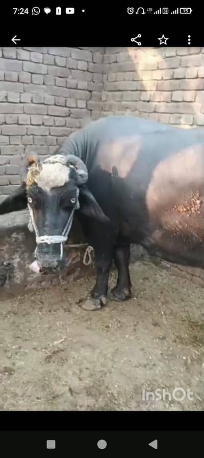 Baffalo Masha allah 8 kilo dhodh bhary PR milti ha