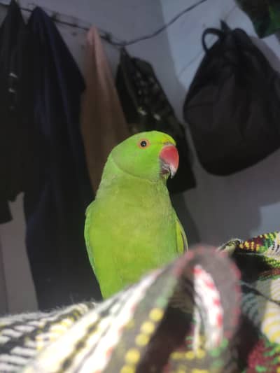 sale urgent sale parrot