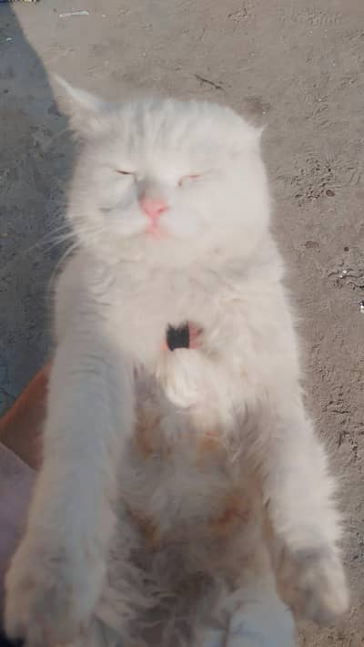 Turkish angora cat for sale