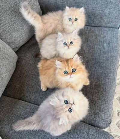 Show quality Pure Persian and Italian triple costed kittens for sale