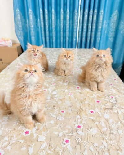 Show quality Pure Persian and Italian triple coated kittens for sale