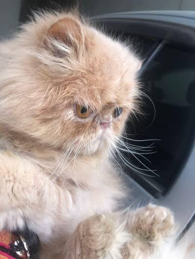 stud service/ male for mating 5000 only