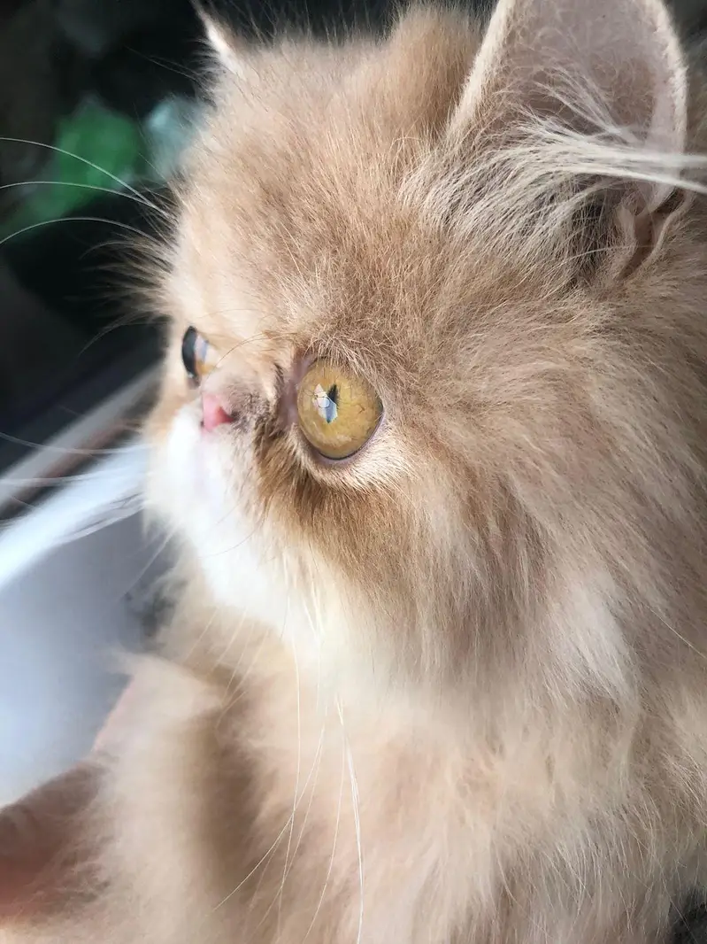 cute/round//CFA/pure/Persian/pekiface/triple coat — photo 2