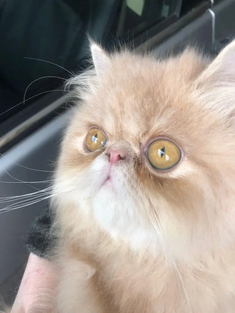 cute/round//CFA/pure/Persian/pekiface/triple coat — photo 3