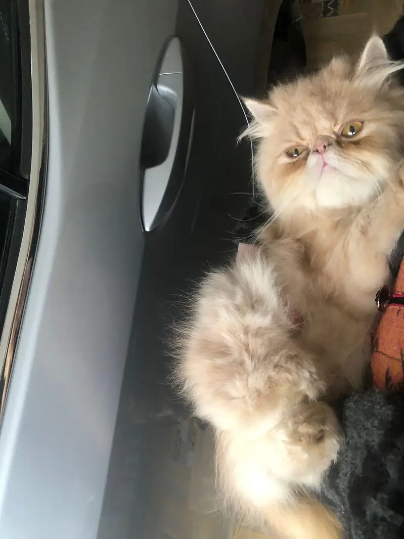 cute/round//CFA/pure/Persian/pekiface/triple coat — photo 5
