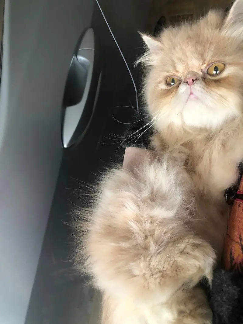 cute/round//CFA/pure/Persian/pekiface/triple coat — photo 6