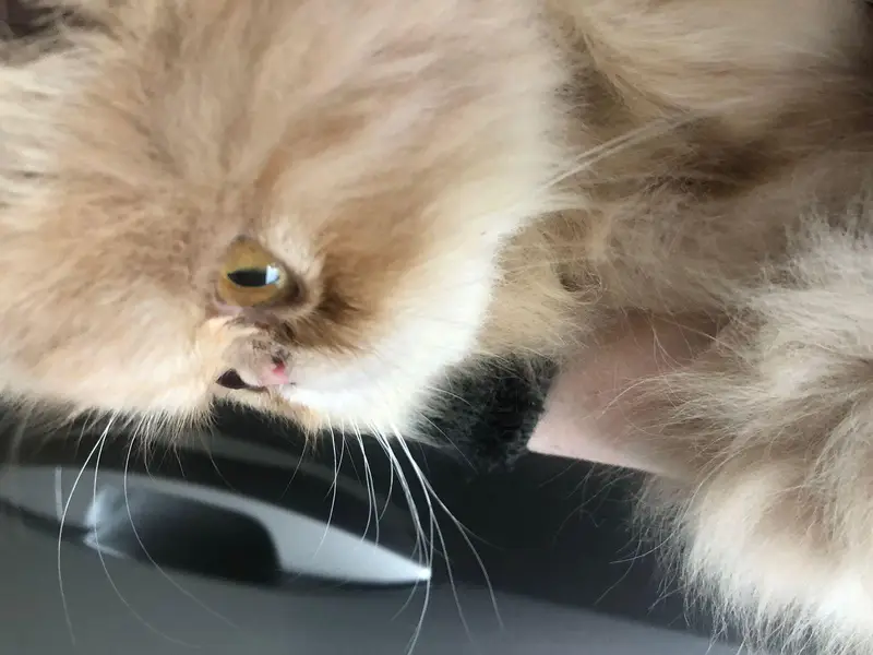 cute/round//CFA/pure/Persian/pekiface/triple coat — photo 7