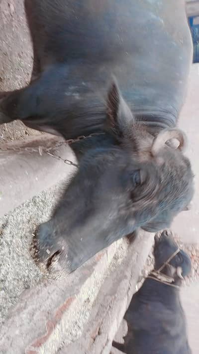 My Buffalo for sale  Because need for Money
