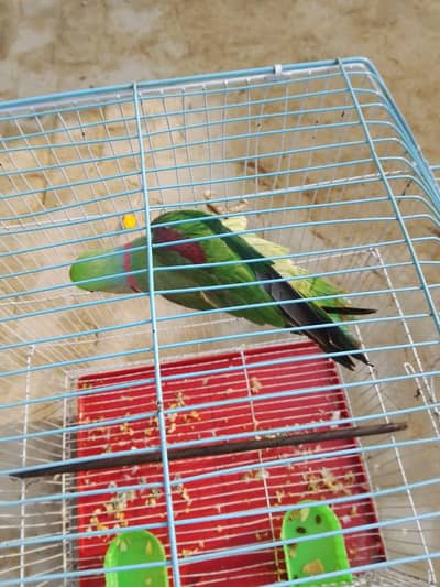 raw parrot male