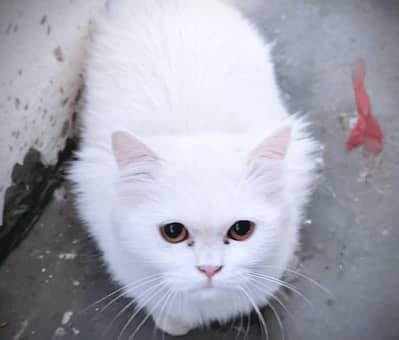  Elegant White Persian Cat – Pure Beauty & Grace