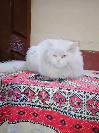 Persian Cat