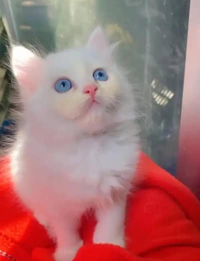 Persian kitten female Blue eyes long coat for sale