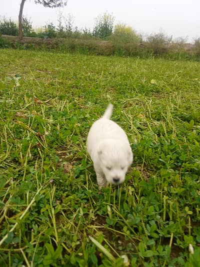 Russian zero size female