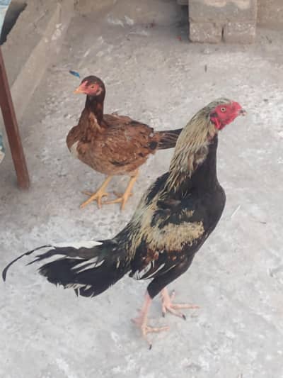 aseel murga or pathiyan